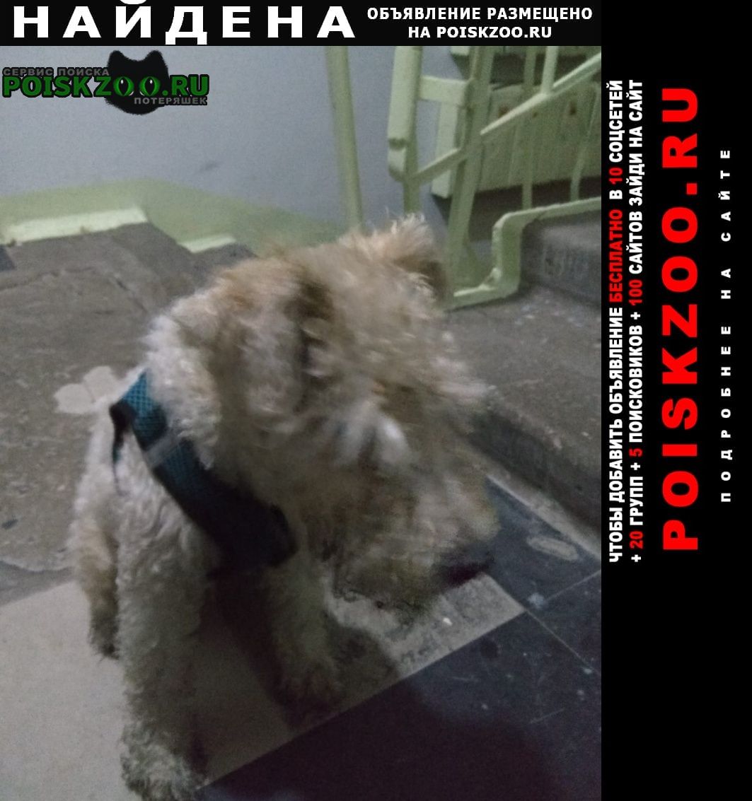 Найдена собака кобель терьерчик бело-бежевый в зеленой шлейке Новосибирск