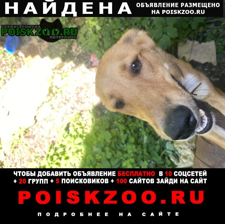 Найдена собака кобель окрас рыжий с ошейником Донецк (ДНР)