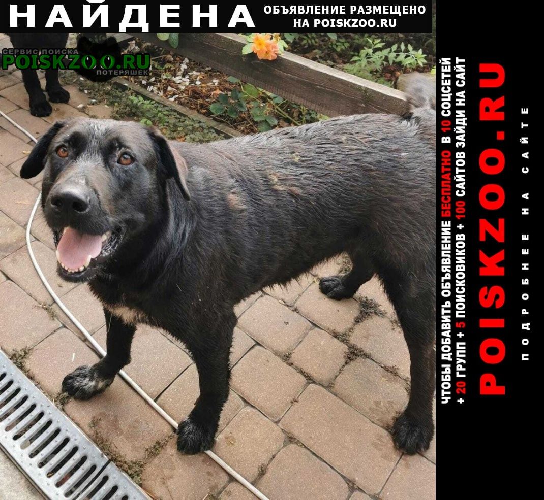 Найдена собака лабрадор (черный с белым на груди) Батайск