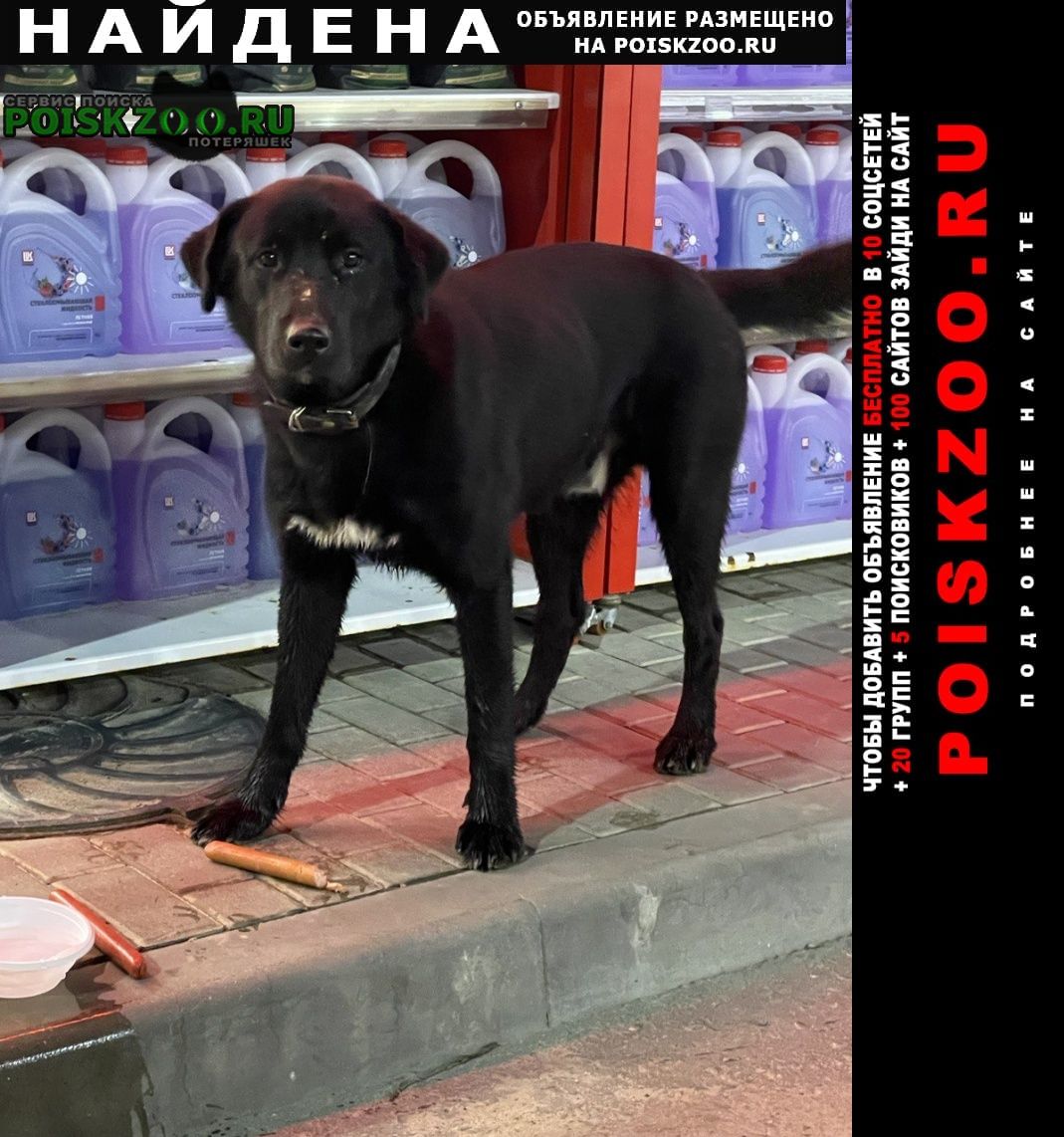 Найдена собака лукойл. московская область, наро-фоминск Нарофоминск