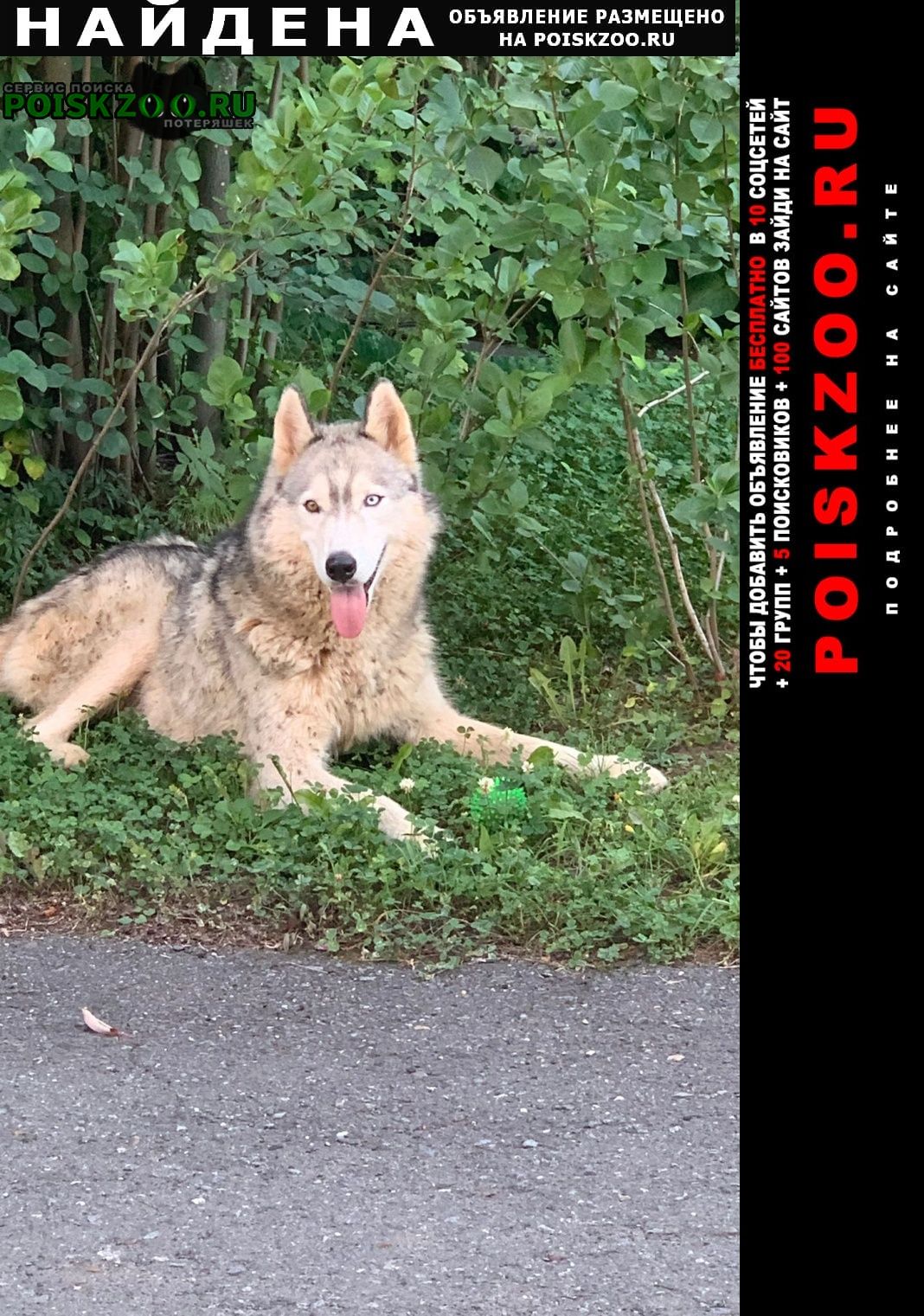 Найдена собака кобель хаски мальчик поселок гольяны Ижевск