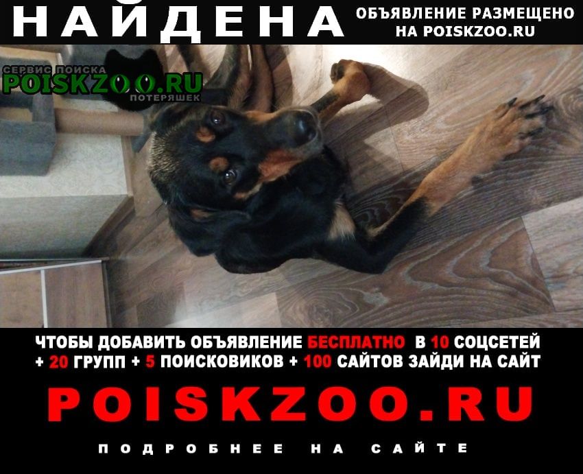 Найдена собака в кузнецком районе Новокузнецк