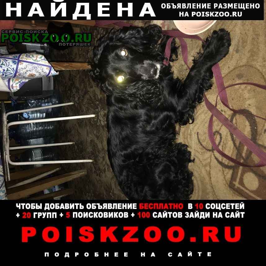 Найдена собака кобель чёрный спаниель Санкт-Петербург
