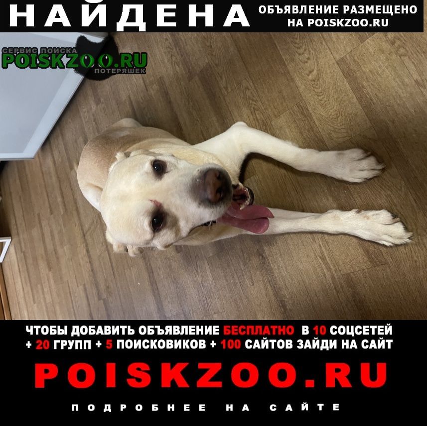 Найдена собака кобель лабрадор палевый Москва