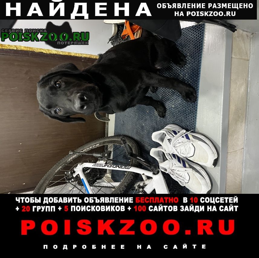 Найдена собака кобель щенок лабрадора Иркутск