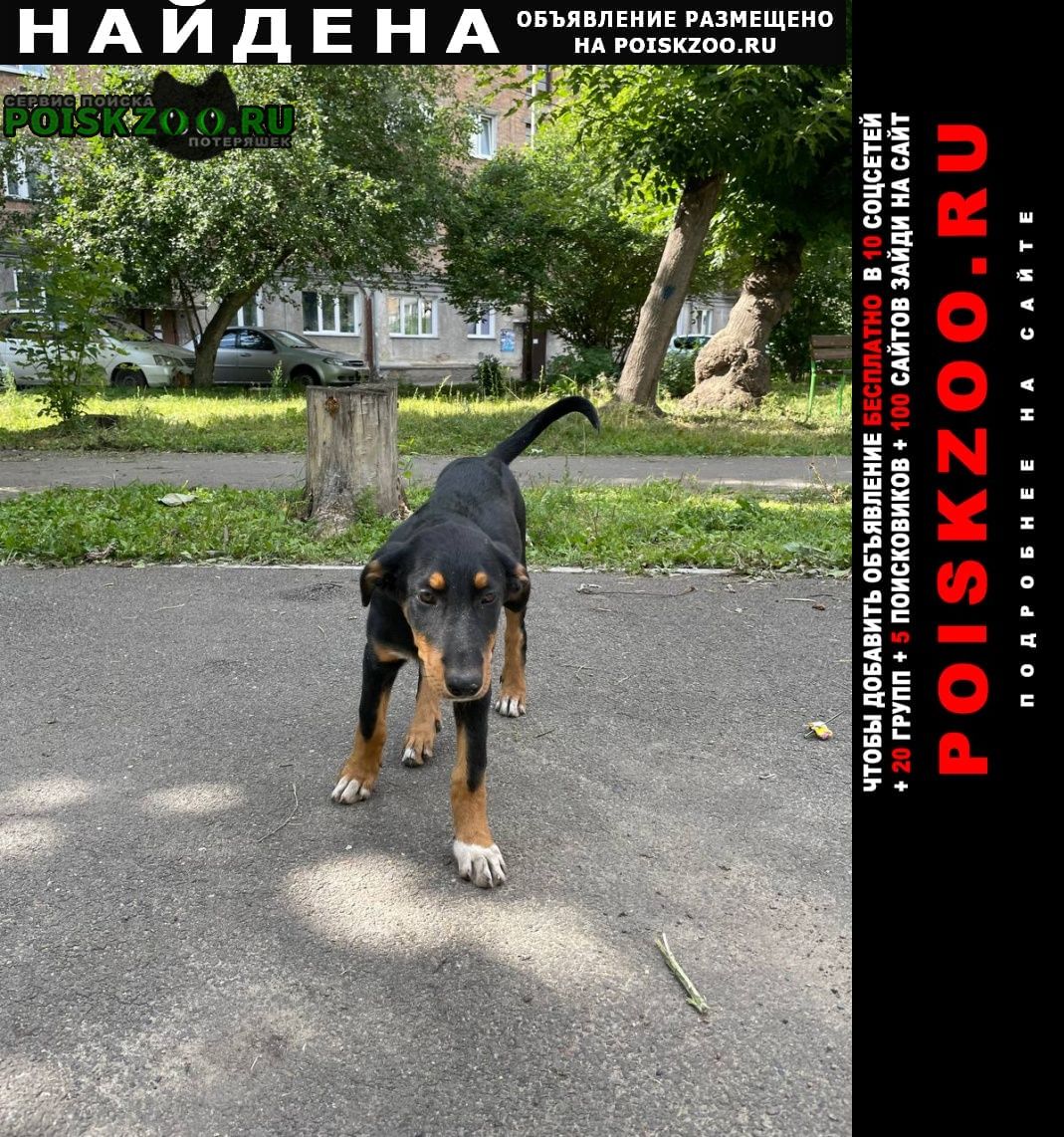 Найдена собака Красноярск
