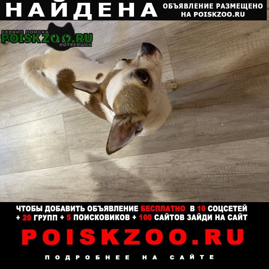 Найдена собака кобель чихуахуа Павловский Посад