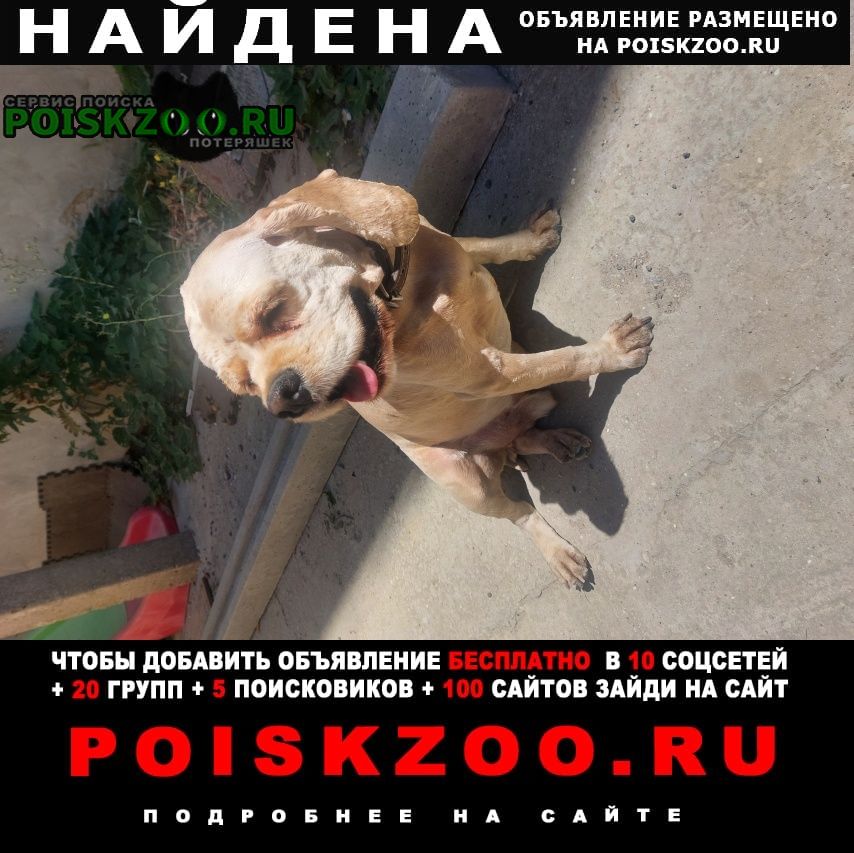 Найдена собака кобель Симферополь