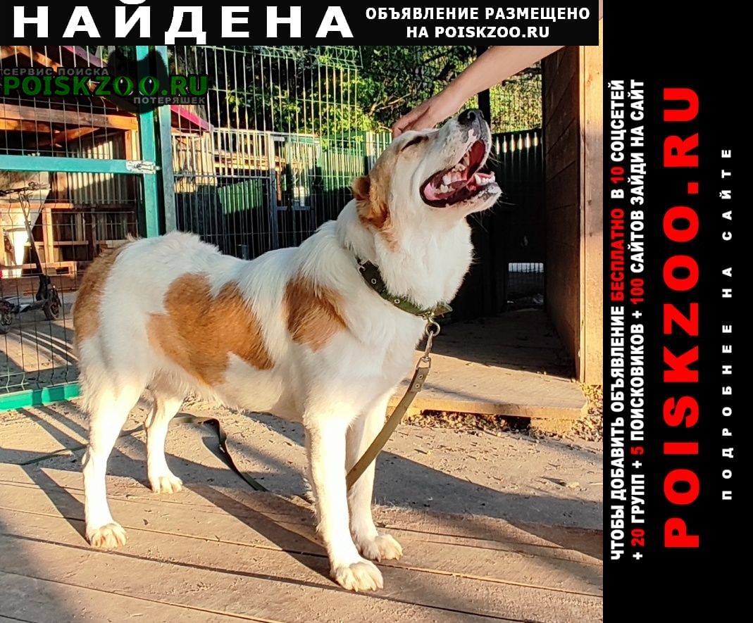 Найдена собака алабай Москва