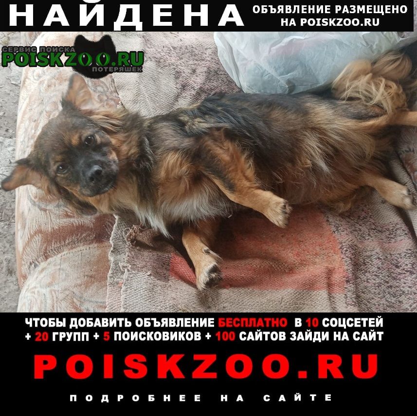 Найдена собака, д. денисово Кемерово