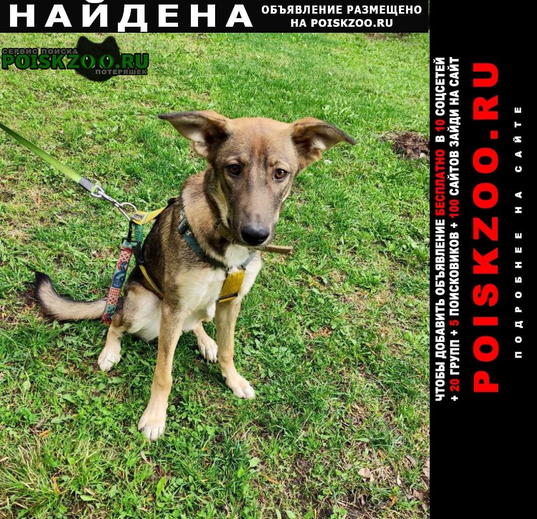 Найдена собака ищет дом девочка ася Москва
