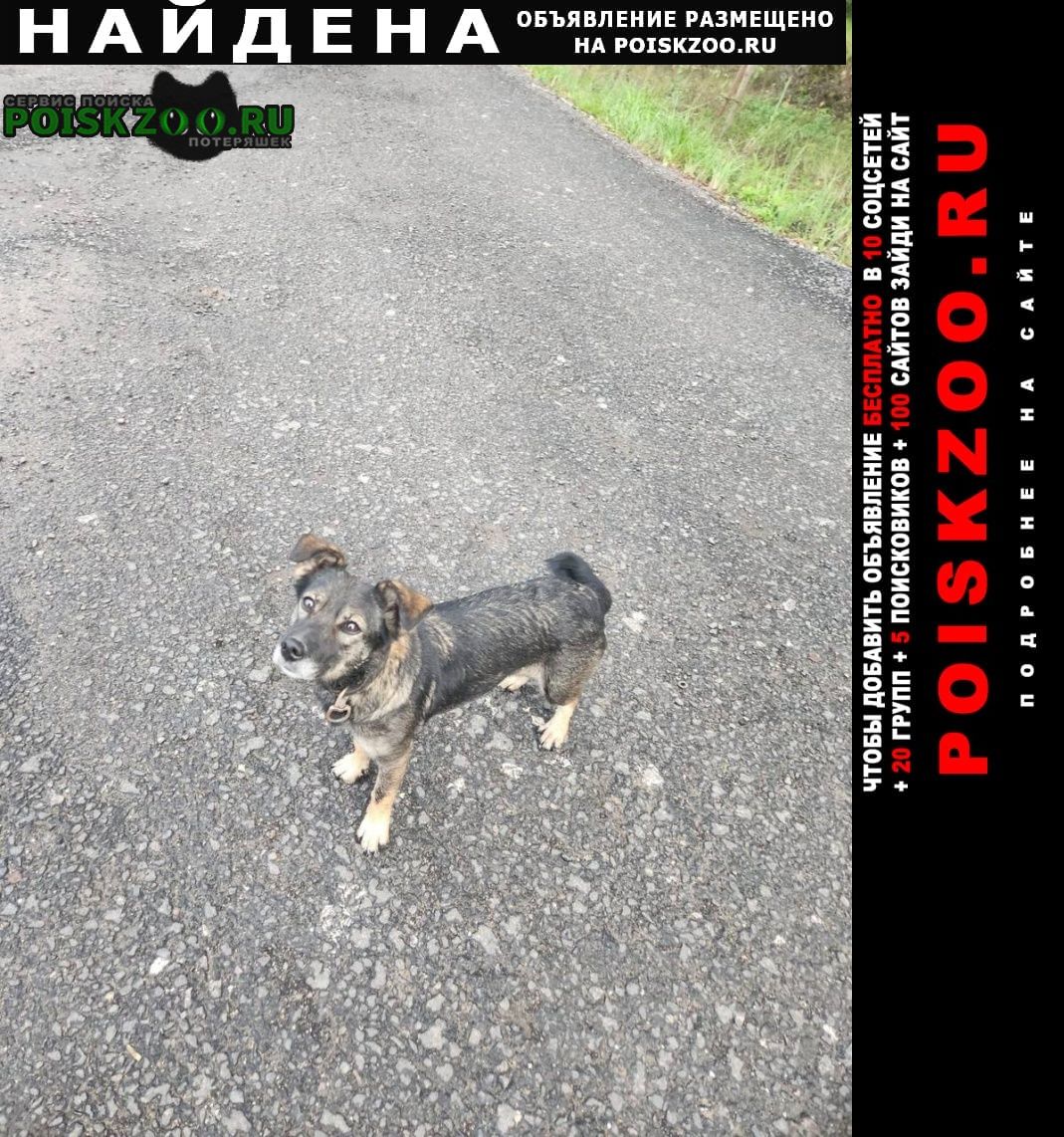Найдена собака кобель срочно нужен дом щенку Калуга