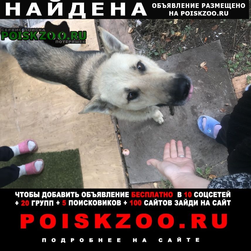 Найдена собака кобель в снт проектировщик «зинино» Уфа