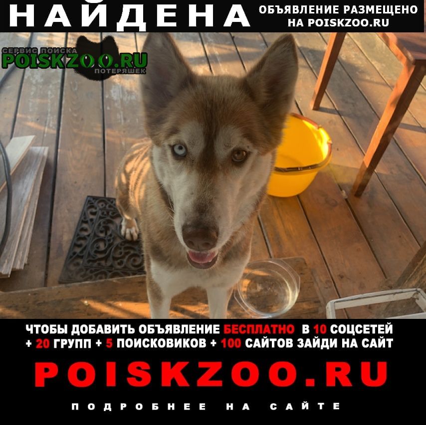 Найдена собака в районе села радонеж Хотьково