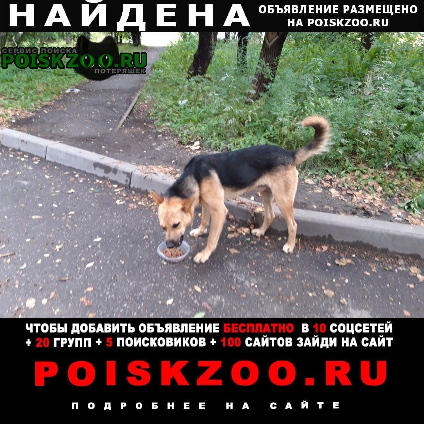 Найдена собака кобель Иркутск
