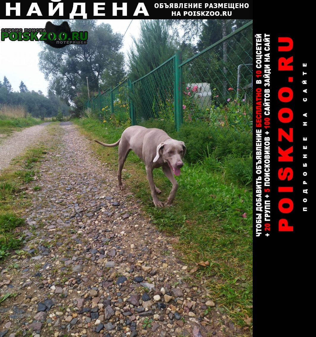 Найдена собака веймарская борзая, гульнево Дмитров