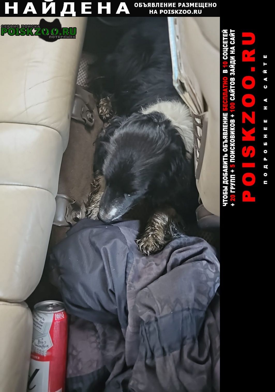 Найдена собака кобель русский спаниель Барнаул