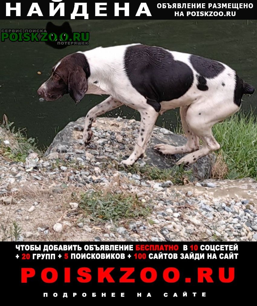 Найдена собака кобель на пляже отеля сокол в лоо Лазаревское