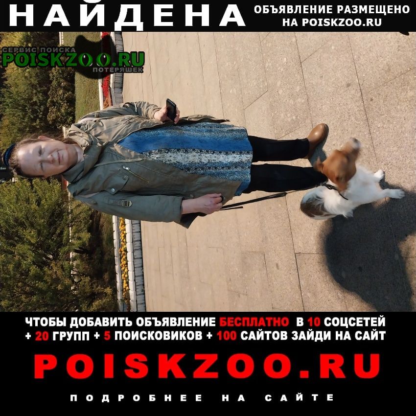 Найдена собака кобель песик джек рассел Москва