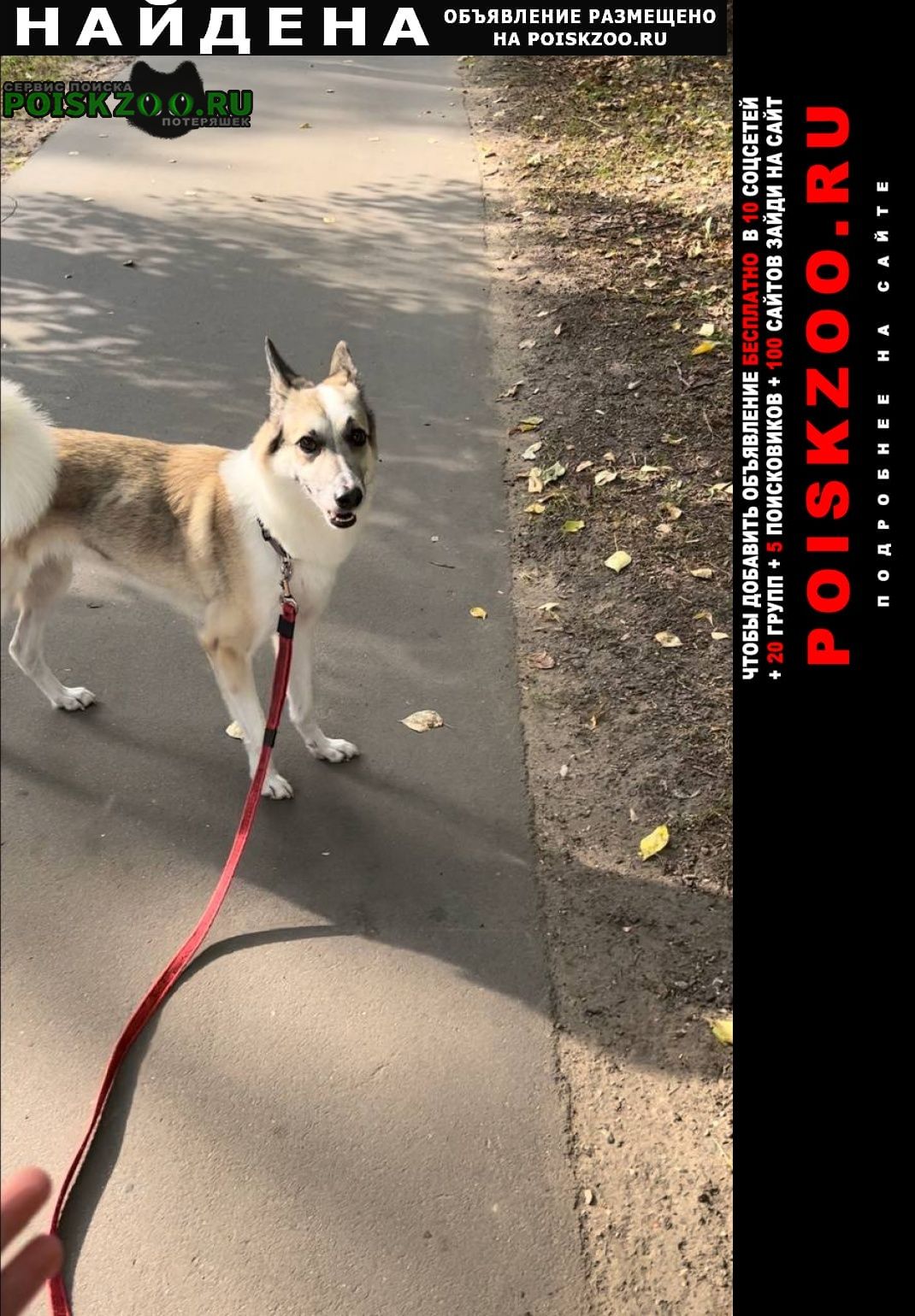 Найдена собака ищем прежнего хозяина Москва