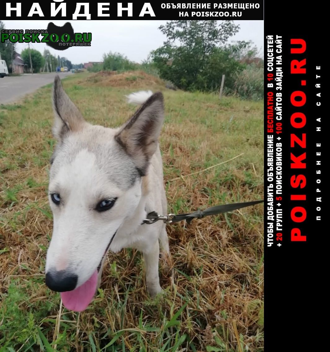 Найдена собака кобель порода хаски Краснодар