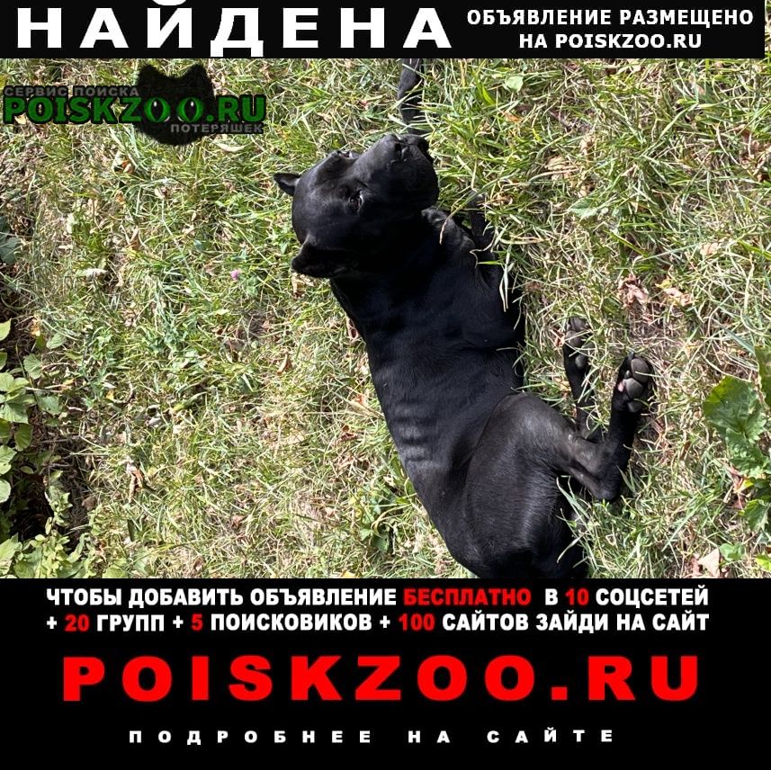 Найдена собака кобель Владикавказ