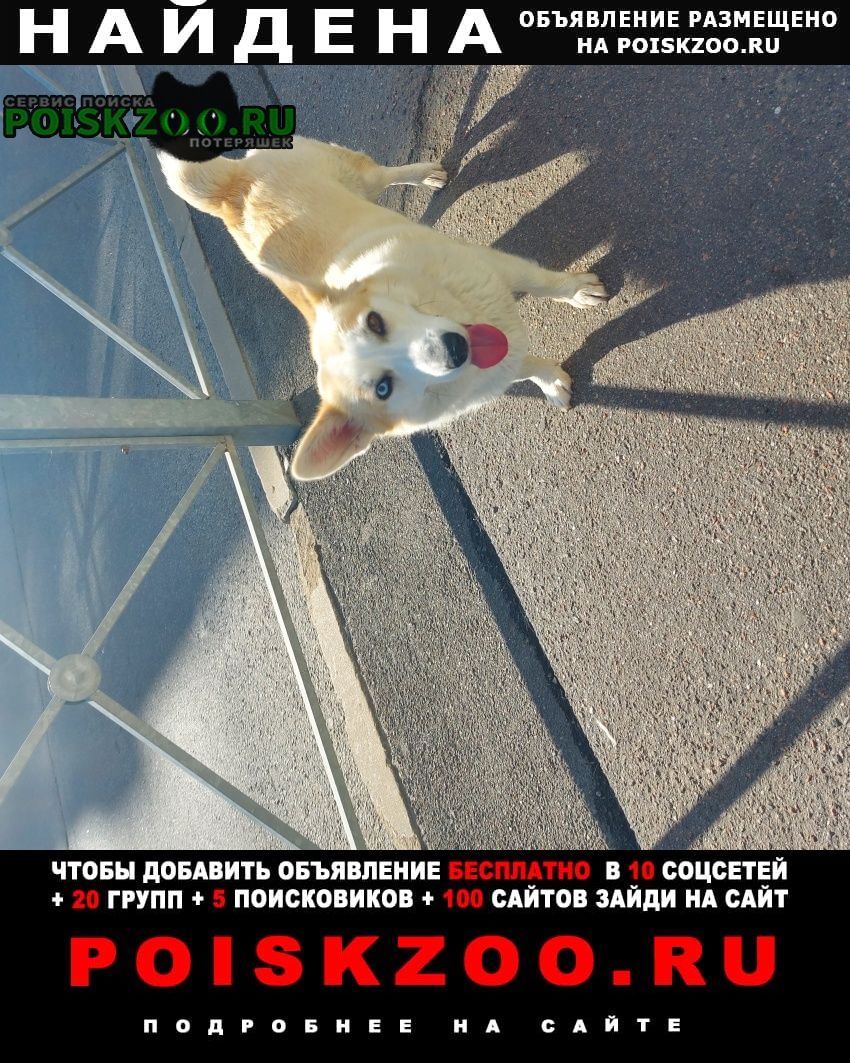 Найдена собака сегодня в стрельне Санкт-Петербург