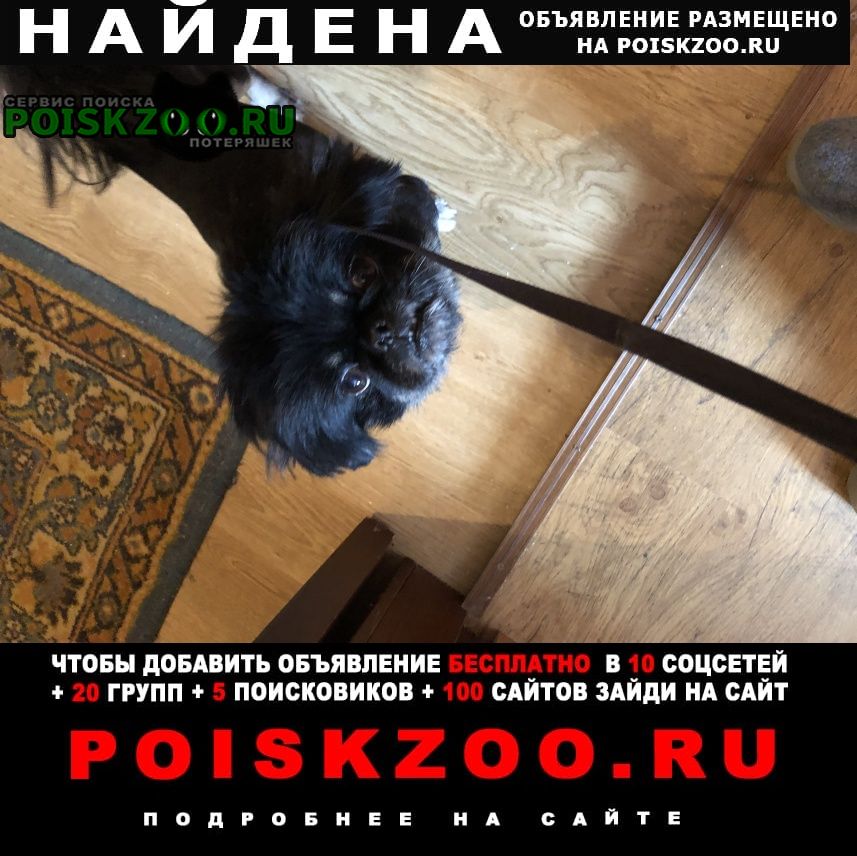 Найдена собака кобель очень ухоженный подстрижен в желтом ошей Луганск