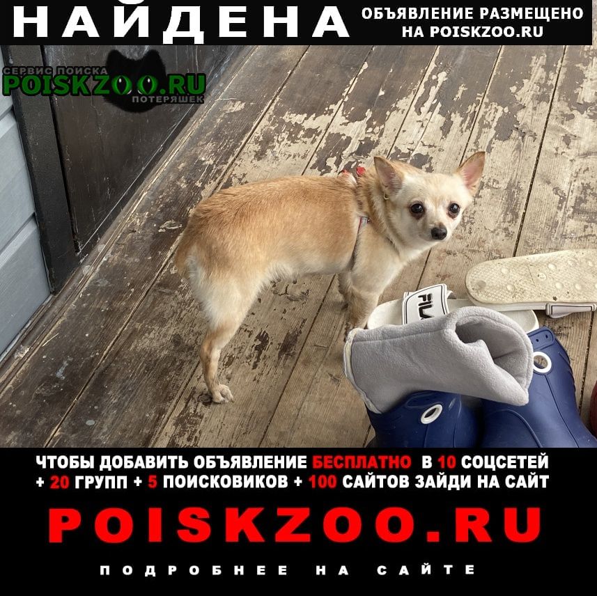 Найдена собака Климовск