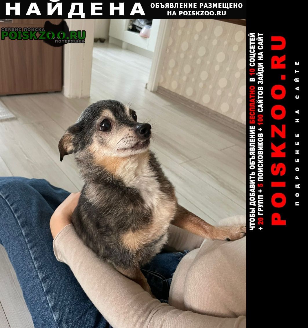 Найдена собака кобель в районе богородское Москва