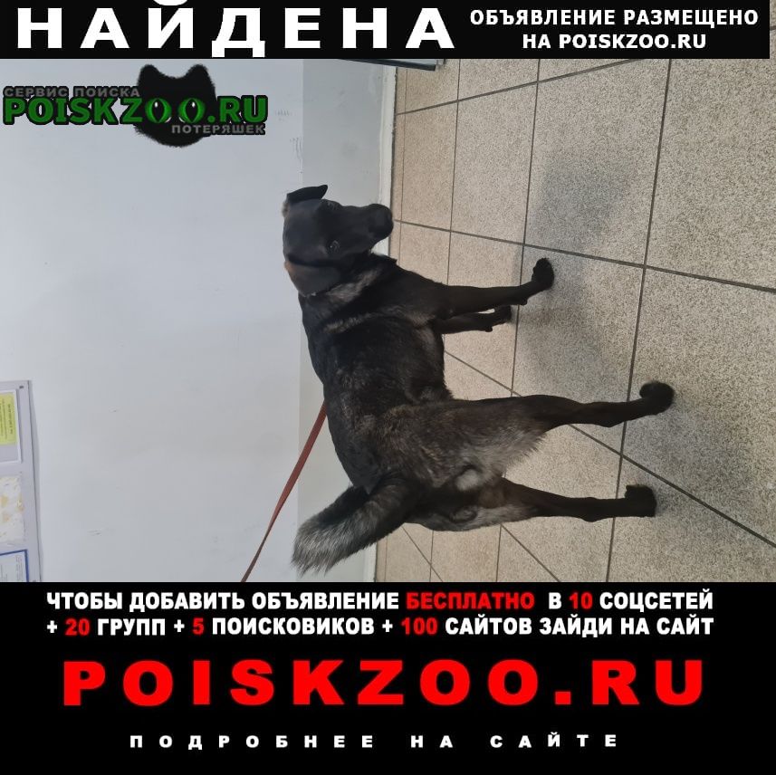 Найдена собака кобель в районе ул валерия гассия 7 пес Краснодар