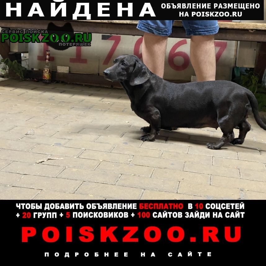 Найдена собака такса черного цвета Ростов-на-Дону