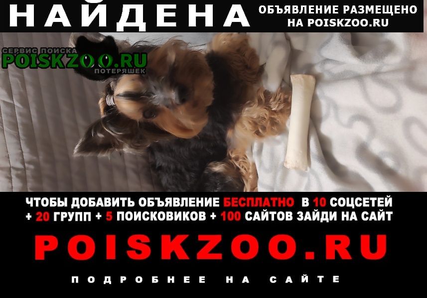 Найдена собака кобель найдём мальчик йорк Москва