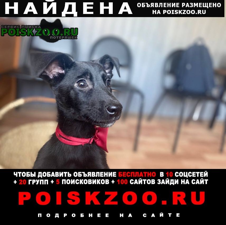 Найдена собака кобель щенки 3 мес + мама Москва