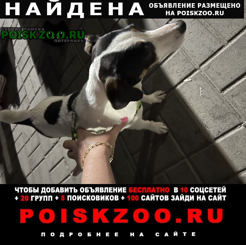Найдена собака девочка джек рассел, молодая Краснодар