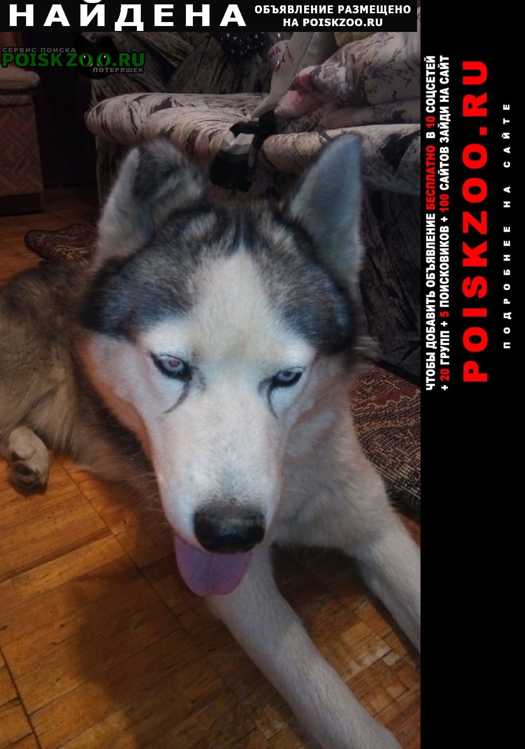Найдена собака кобель хаски Волгоград