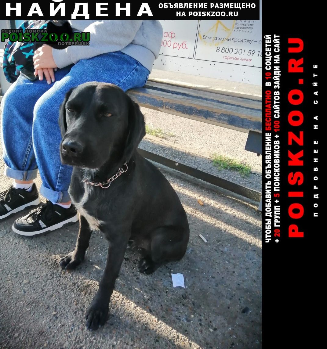 Найдена собака кобель чёрный лабрадор ретривер Краснодар