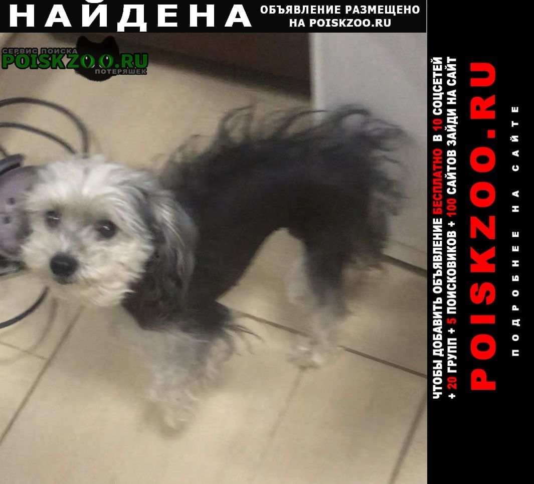 Найдена собака московская область Нарофоминск