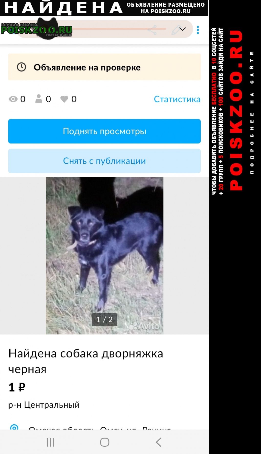 Найдена собака черная дворняжка. Омск