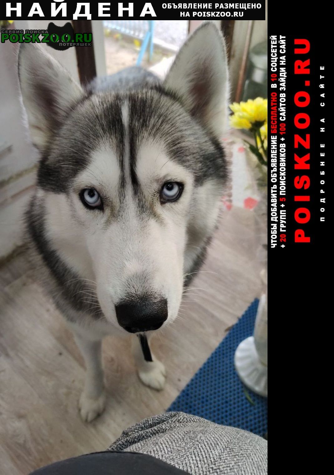 Найдена собака кобель хаски Волгодонск
