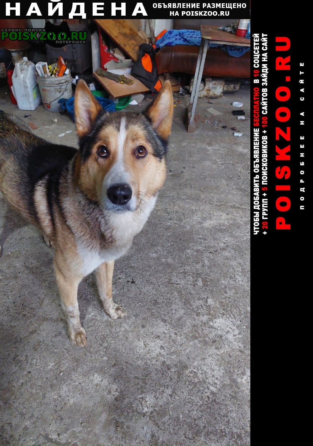 Найдена собака кобель молодой пес, явно домашний Петропавловск-Камчатский