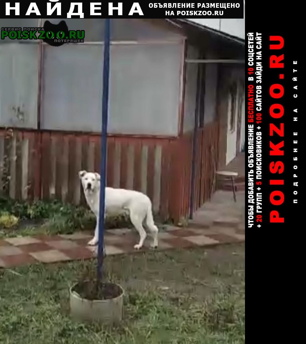 Найдена собака кобель Волжск