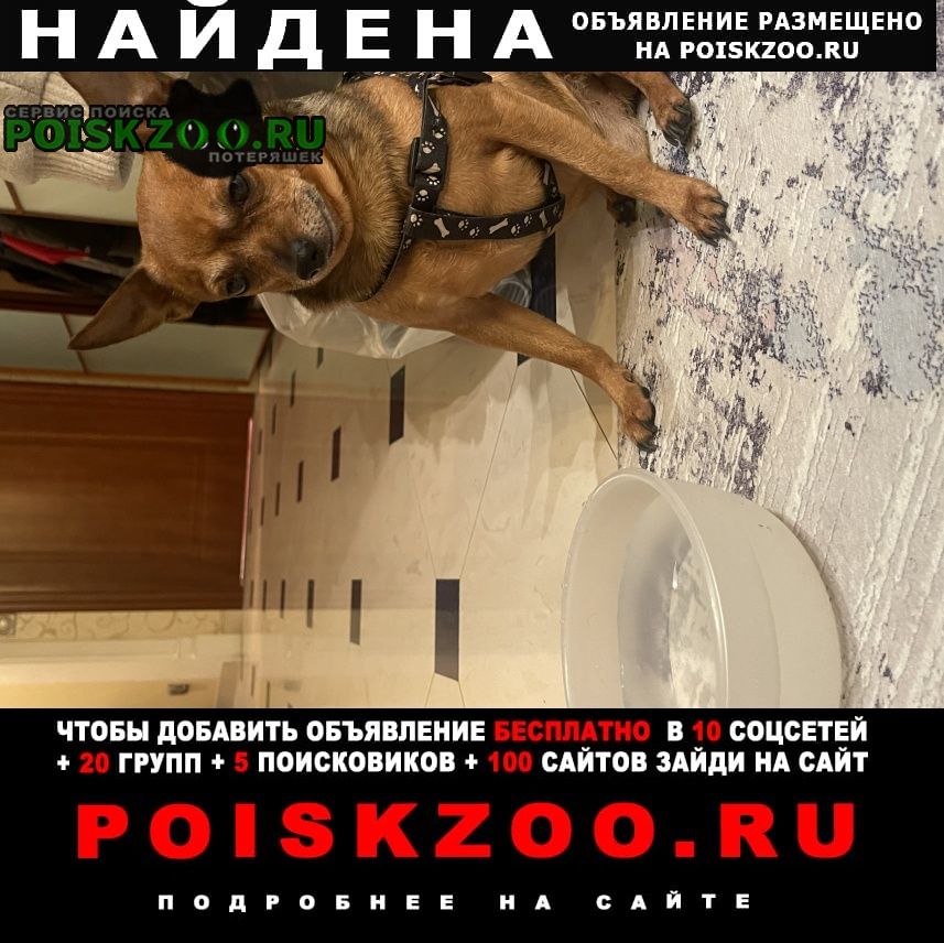 Найдена собака кобель чтхуахуа Москва