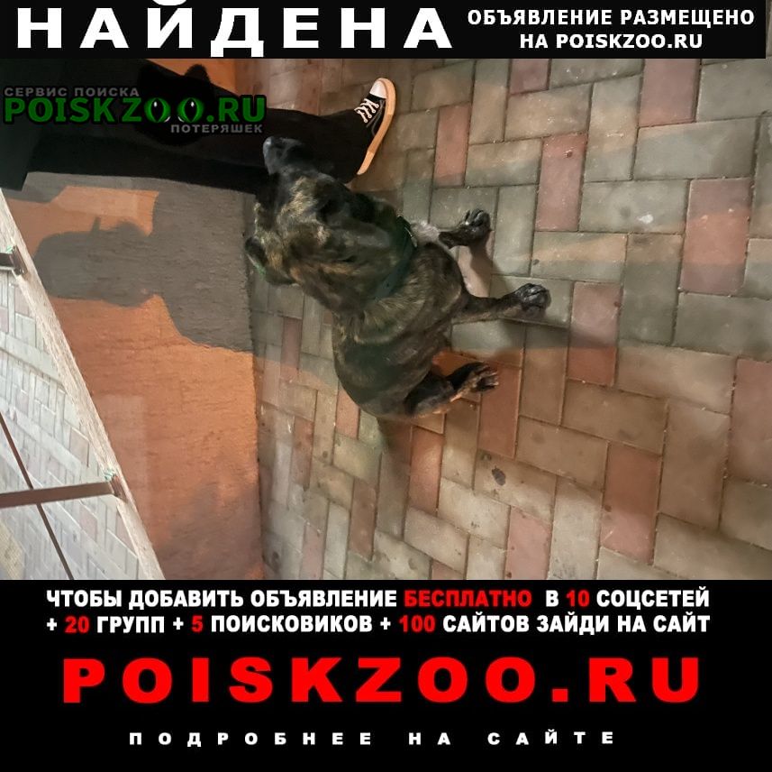 Найдена собака кобель Новороссийск