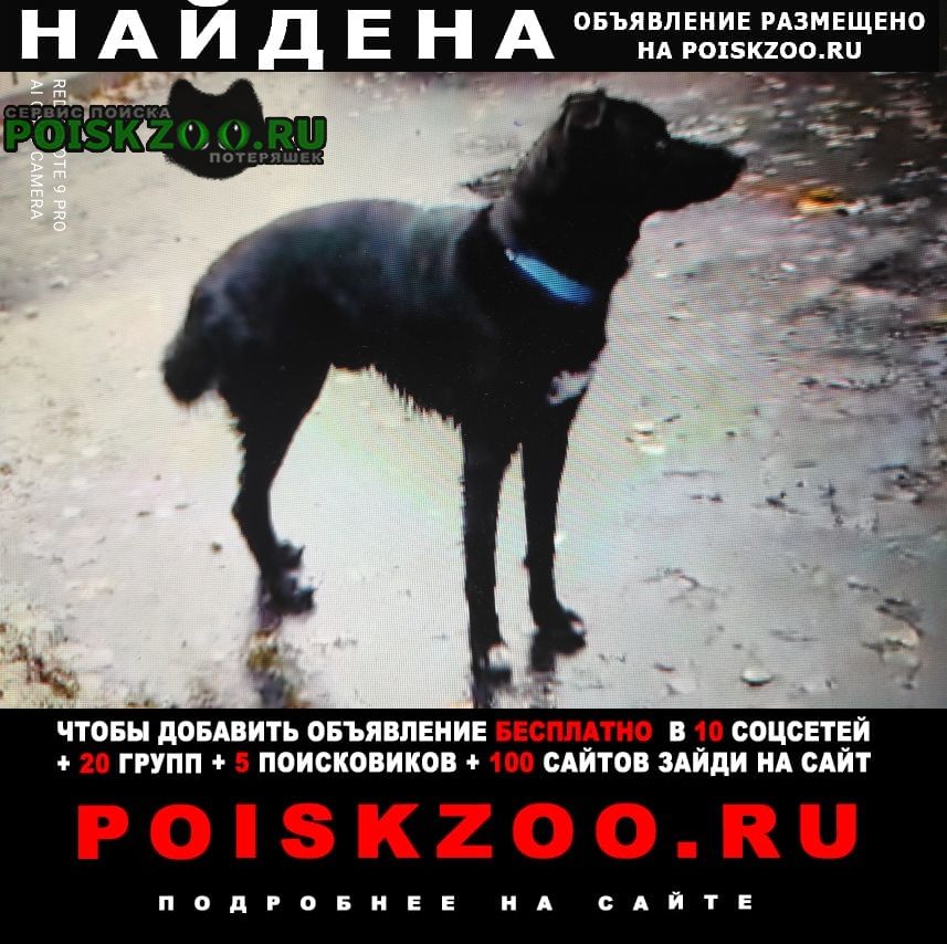 Найдена собака кобель пес в голубом ошейнике Подольск