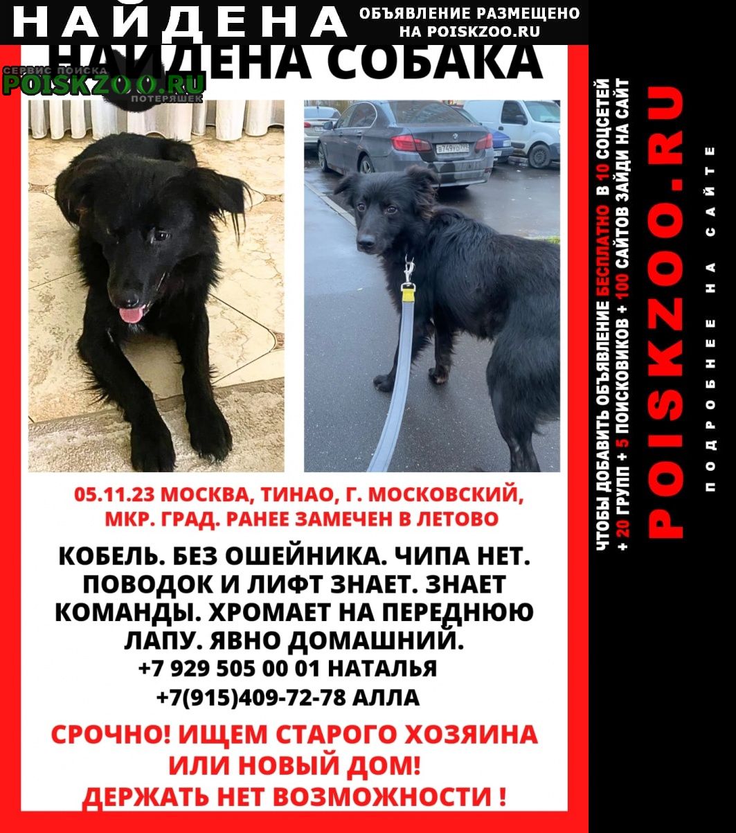 Найдена собака кобель алла Московский