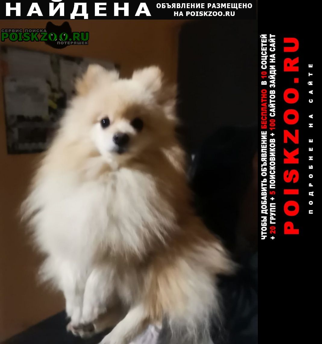 Найдена собака кобель Владивосток