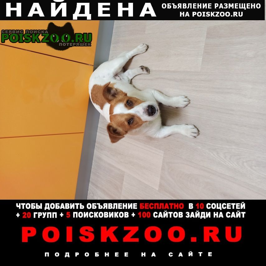 Найдена собака кобель ленинский район пёс Воронеж
