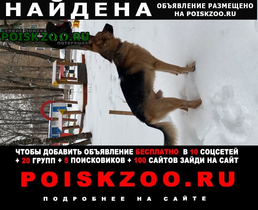 Найдена собака кобель кабель в районе соколиная гора Москва