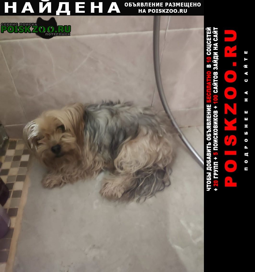 Найдена собака йорк коптево Москва